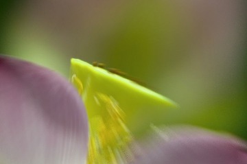 荷·速写