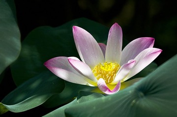 2010香荷图