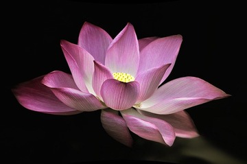 2110年宝莲灯