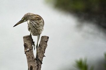 DSC_6269.jpg