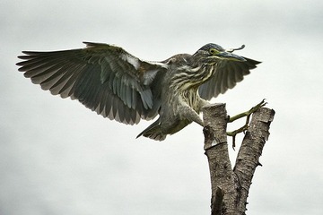 DSC_6417.jpg
