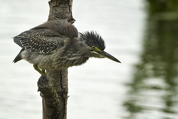 DSC_6461.jpg