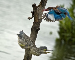 DSC_6502.jpg