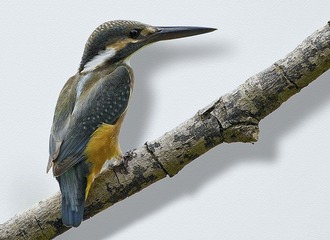 DSC_6782.jpg
