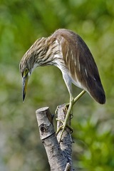 DSC_8620.jpg