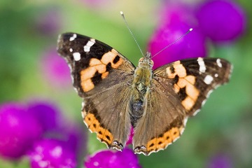 DSC_9138.jpg
