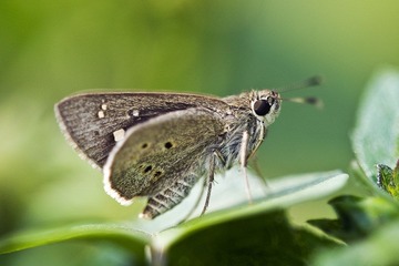 DSC_8887.jpg