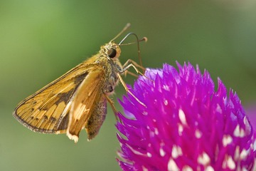 DSC_8916.jpg