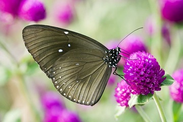 DSC_8936.jpg