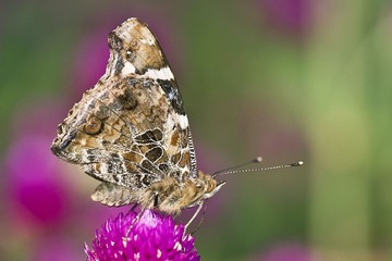 DSC_8959.jpg