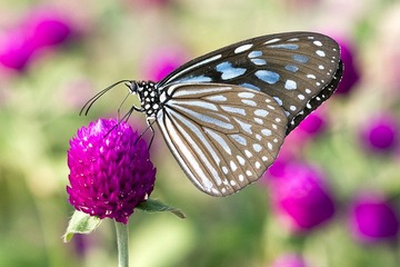 DSC_9016.jpg