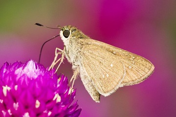 DSC_9020.jpg