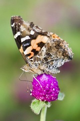 DSC_9088.jpg