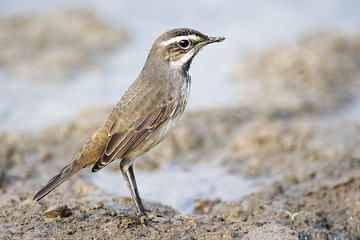 DSC_9390.jpg