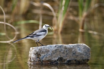 DSC_9795.jpg