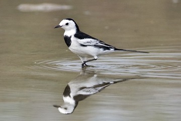 DSC_9570.jpg