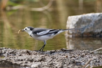 DSC_9783.jpg
