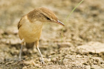 DSC_9937.jpg