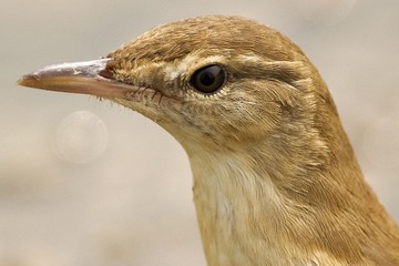 DSC_9926.jpg