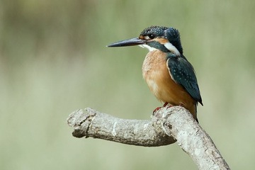 DSC_0536.jpg