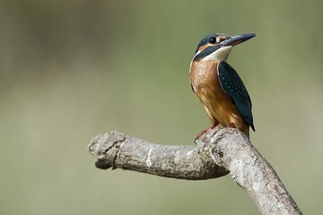 DSC_0523.jpg