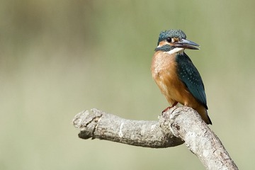 DSC_0530.jpg