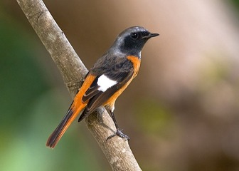 DSC_1076.jpg