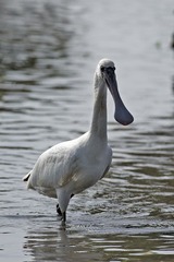 DSC_2125.jpg