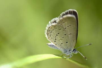 小蝶