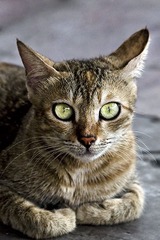 猫模01