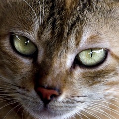 猫模02