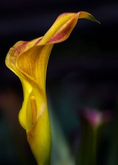 DSC_5104.jpg