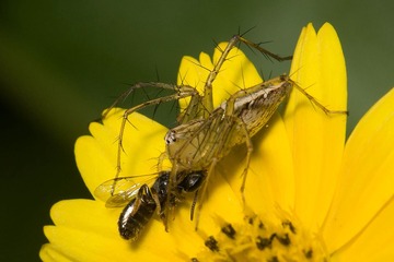 DSC_3466.jpg