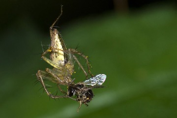 DSC_3445.jpg