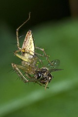 DSC_3446.jpg