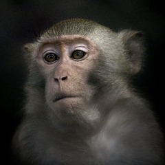 Mr. Monkey