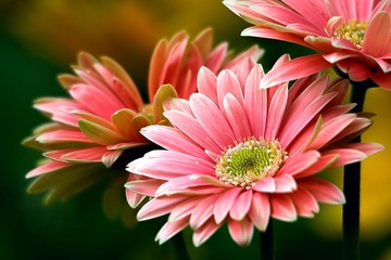 太阳花01