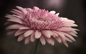 太阳花03