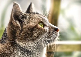 cats110102