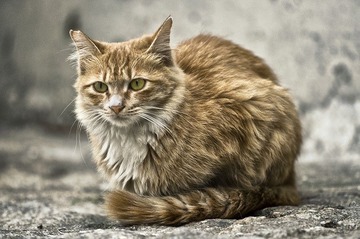 cats1101022