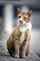 cats1101023