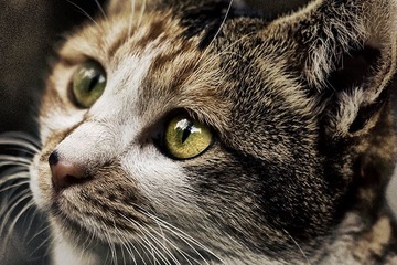 cats1101024