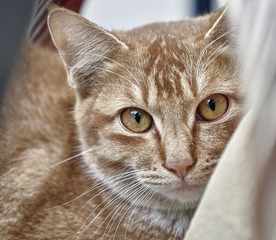 cats1101025