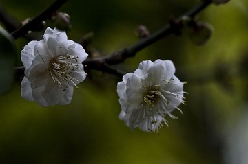 白梅