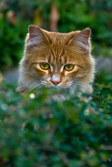 躲猫猫