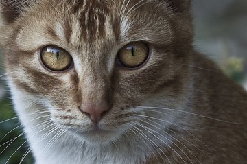 cat eyes