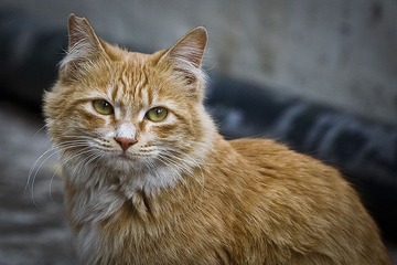 猫女