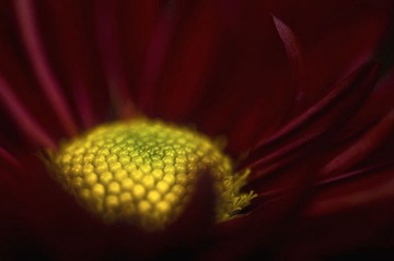 年花01