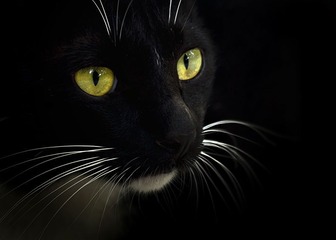 黑猫
