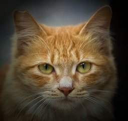 猫肖像